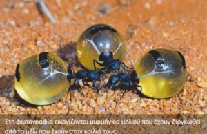 Ανακαλύφθηκαν μυρμήγκια που παράγουν μέλι με αντιμικροβιακές ιδιότητες