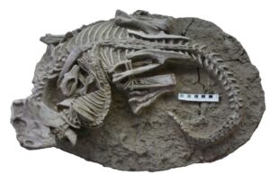 Μάχη που πάγωσε στον χρόνο: Απίθανο απολίθωμα δείχνει θηλαστικό να επιτίθεται σε δεινόσαυρο