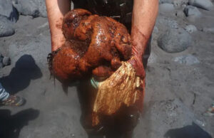 Φάλαινα που ξεβράστηκε νεκρή έκρυβε στα σπλάχνα της θησαυρό 500.000 ευρώ