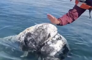 Φάλαινες ζητούν βοήθεια από ανθρώπους για να τους αφαιρέσουν παράσιτα