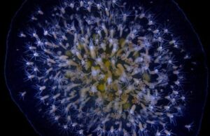 Πρωτοποριακή μελέτη: Το «μυστικό» της νεότητας το δείχνει ένα… ζωύφιο της θάλασσας