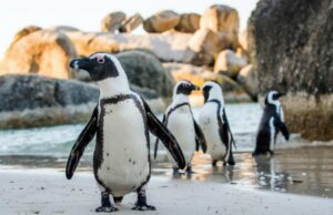 Ουρουγουάη: Σχεδόν 2000 πιγκουίνοι βρέθηκαν νεκροί σε 10 ημέρες