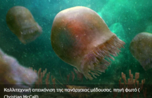 Αυτή είναι η αρχαιότερη μέδουσα της Γης με ηλικία 500 εκατ. ετών