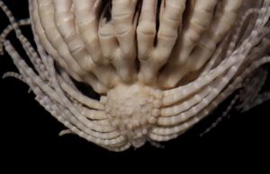 Νέο πλάσμα ανακαλύφθηκε στην Ανταρκτική