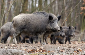 Ραδιενεργά αγριογούρουνα τριγυρνούν στα δάση της Γερμανίας