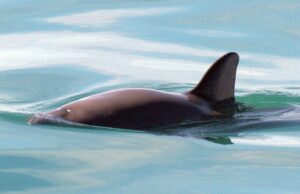 Αυτό είναι το σπανιότερο θηλαστικό στον κόσμο – Μόλις δέκα άτομα ο παγκόσμιος πληθυσμός