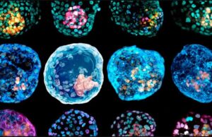 Θα προέλθει ο άνθρωπος του μέλλοντος από το εργαστήριο;