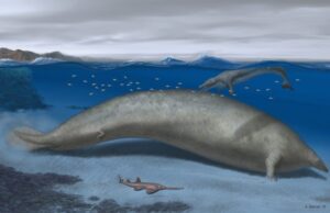 Προϊστορική φάλαινα με χέρια ίσως ήταν το βαρύτερο ζώο που έζησε ποτέ