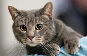 Γιατί η Κύπρος θα δώσει χάπια κατά της Covid σε γάτες