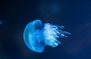 Γιγάντιες, δηλητηριώδεις μέδουσες στην Ισπανία