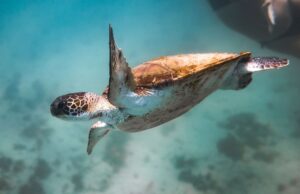 Νέα δημιουργία ζωής λαμβάνει χώρα στην Γη κάθε 36 εκατομμύρια χρόνια