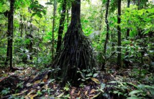 Τροπικά δάση: Απειλείται η φωτοσύνθεση και η επιβίωσή τους λόγω ζέστης