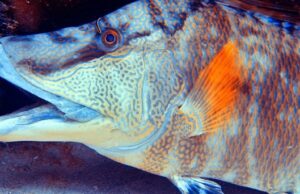 Το ψάρι που βλέπει με το δέρμα – Ακόμα και νεκρό