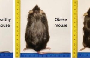Στοχευμένη θεραπεία «εξαφάνισε» την παχυσαρκία σε ποντίκια