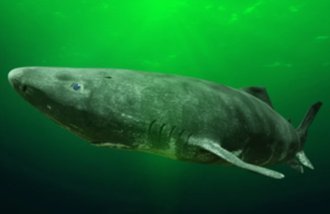 Βρέθηκε καρχαρίας που ζει έως και 500 χρόνια