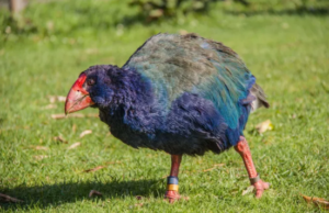 Εξαφανισμένο, προϊστορικό πτηνό, εμφανίστηκε ξανά στη Νέα Ζηλανδία