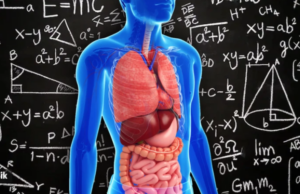 Το ανθρώπινο σώμα «κρύβει» ένα ιδιαίτερο μαθηματικό μοτίβο