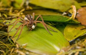 Βραζιλία: Σπουδαία ανακάλυψη – Η δηλητηριώδης αράχνη-μπανάνα μπορεί να θεραπεύσει τη στυτική δυσλειτουργία