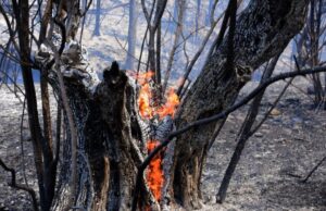 Euphoresis: Το τζελ που σχεδίαζαν Έλληνες φοιτητές και θα δίνει ζωή σε καμένες εκτάσεις