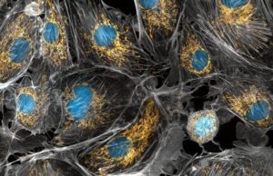 Τα μιτοχόνδρια των κυττάρων μας ίσως προήλθαν από αυτά τα βακτήρια