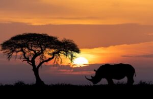 Ο παγκόσμιος πληθυσμός ρινόκερων ανακάμπτει– «Ανάσα» μετά από 10 χρόνια