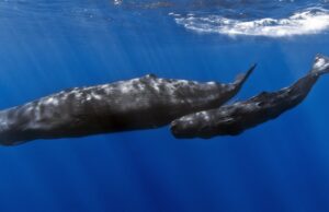 Greenpeace: Οι εξορύξεις στην Ελληνική Τάφρο «χαριστική βολή» για φάλαινες και δελφίνια