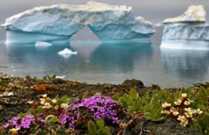 Άρχισαν να ανθίζουν λουλούδια στην Ανταρκτική