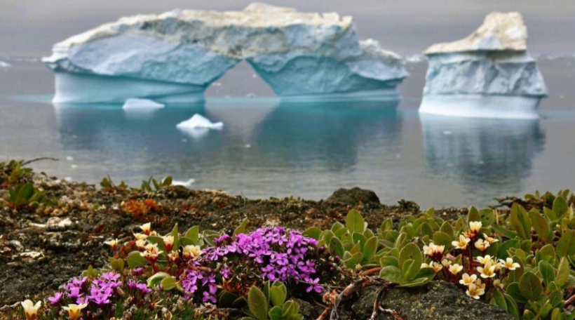 Άρχισαν να ανθίζουν λουλούδια στην Ανταρκτική