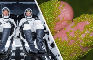 Αυτό το υδρόβιο φυτό μπορεί να αντέξει 20 φορές τη βαρύτητα της Γης