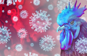 Δημιουργήθηκαν τα πρώτα κοτόπουλα ανθεκτικά στη γρίπη των πτηνών