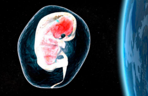 Αναπτύξαμε για πρώτη φορά έμβρυα θηλαστικών στο διάστημα