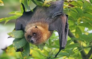 Νυχτερίδες: Βρέθηκαν τα γονίδια που τους χαρίζουν ανοσία» στην Covid-19 και στον καρκίνο