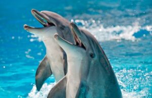 Φαίνεται πως η επιστήμη έχει εκτιμήσει λάθος το IQ των άλλων ζώων