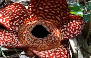 «Λουλούδι – πτώμα»: To μεγαλύτερο και πιο δύσοσμο άνθος στον κόσμο κινδυνεύει με εξαφάνιση