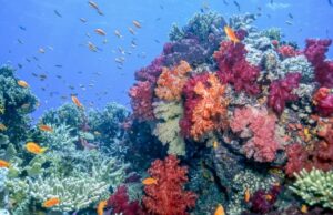 Το φετινό καλοκαίρι ήταν στρεσογόνο ακόμη και για τους κοραλλιογενείς υφάλους