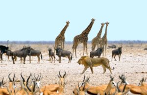 Τα ζώα της Αφρικής φοβούνται τον άνθρωπο περισσότερο από τα λιοντάρια (βίντεο)