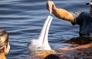 Ο θάνατος του ροζ δελφινιού του Αμαζονίου