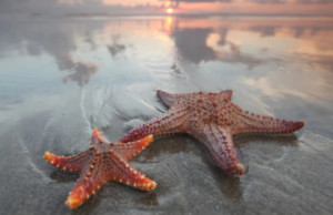 Οι αστερίες είναι πρακτικά ένα κεφάλι χωρίς σώμα