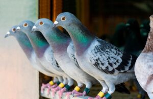 Τα περιστέρια εξακολουθούν να είναι ταχύτερα του ίντερνετ (κάποιες φορές)