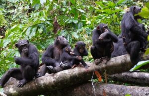 Χιμπατζήδες παρατηρήθηκαν να εφαρμόζουν ανθρώπινες τακτικές πολέμου
