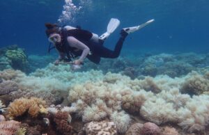 «Πρωτοφανής» μαζική λεύκανση κοραλλιών οδηγεί σε «σημείο καμπής» τους κοραλλιογενείς υφάλους