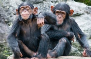 Οι χιμπατζήδες αναγνωρίζουν παλιούς «φίλους» και συγγενείς ακόμη και μετά από δεκαετίες