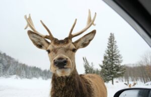 Γιατί τα μάτια των ταράνδων είναι χρυσά το καλοκαίρι και… μπλε τον χειμώνα