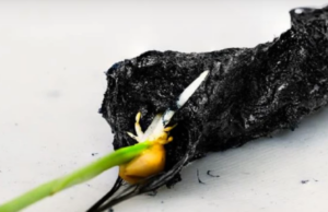 Ηλεκτρονικό χώμα ενισχύει την ανάπτυξη φυτών κατά 50%