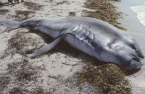 Υπερσπάνιο είδος καρχαρία ξεβράστηκε στις Φιλιππίνες