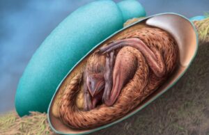 Απίστευτο και όμως αληθινό – Βρέθηκε έμβρυο δεινοσαύρου σε απολιθωμένο αυγό