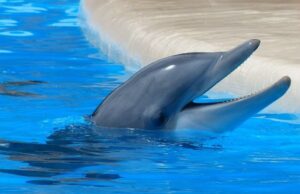 Τα ρινοδέλφινα έχουν έβδομη αίσθηση – Ποια είναι αυτή