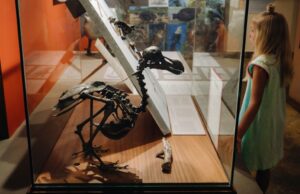 Εξαφανισμένα από τον 17ο αιώνα ντόντο «εκκολάπτονται» σε εργαστήρια