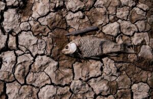 Ένα στα 4 ψάρια του γλυκού νερού κολυμπά προς την εξαφάνιση