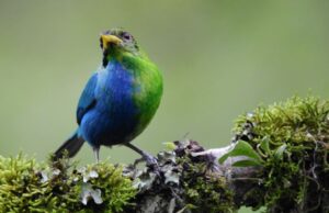 Εξαιρετικά σπάνιο πτηνό είναι μισό αρσενικό, μισό θηλυκό